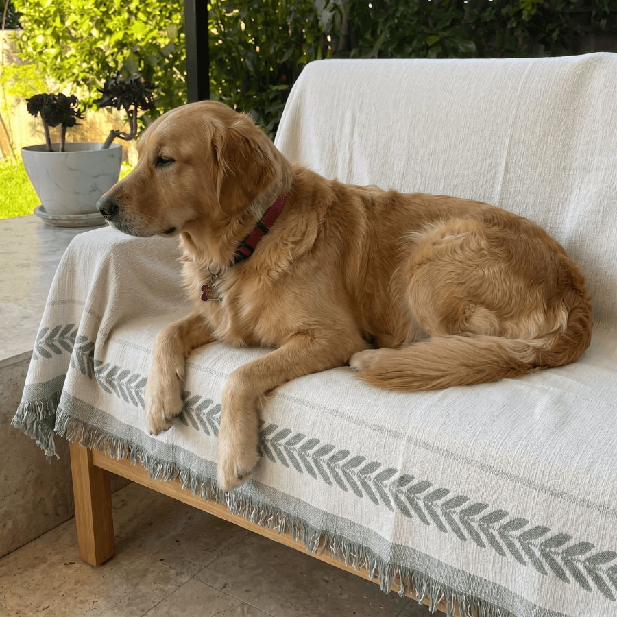 A happy customer's golden retriever on a Welby protector